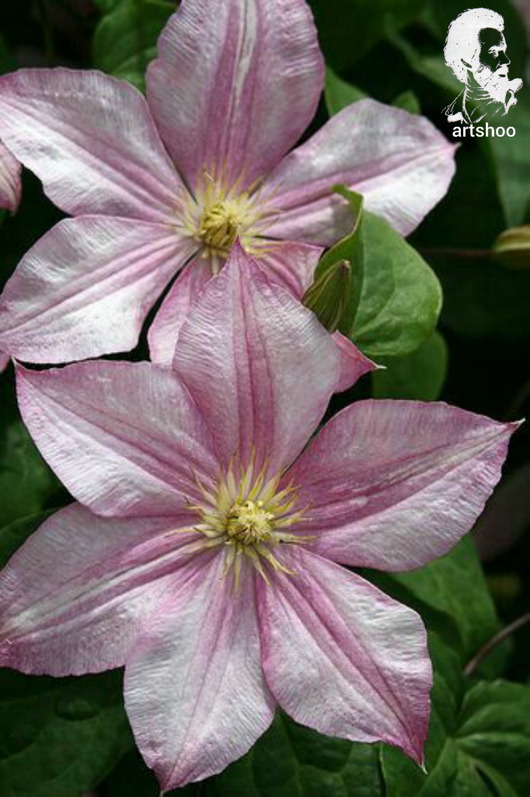 گل اورژینال رنگ روغن